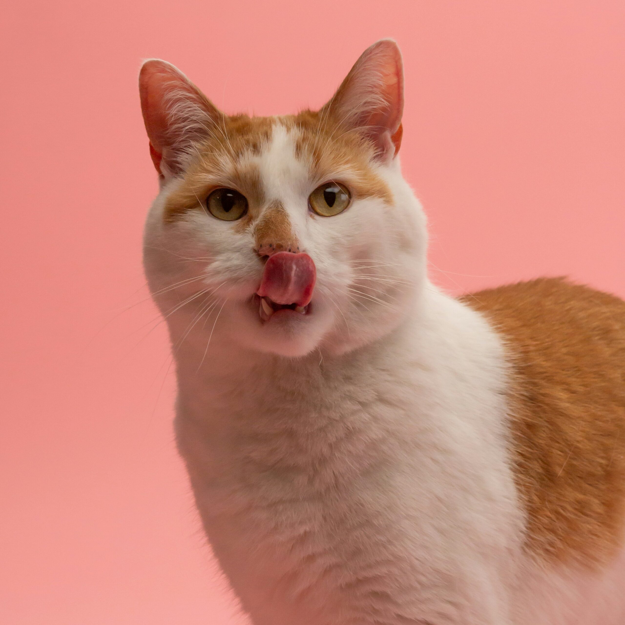 kabo bhjs5tz nt0 unsplash